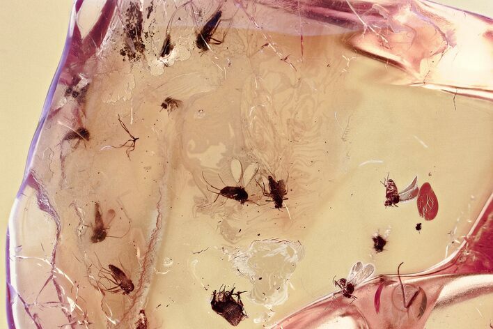 Detailed Fossil True Midge Swarm (Chironomidae) In Baltic Amber #367522